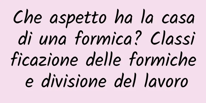 Che aspetto ha la casa di una formica? Classificazione delle formiche e divisione del lavoro