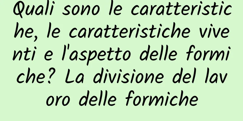 Quali sono le caratteristiche, le caratteristiche viventi e l'aspetto delle formiche? La divisione del lavoro delle formiche