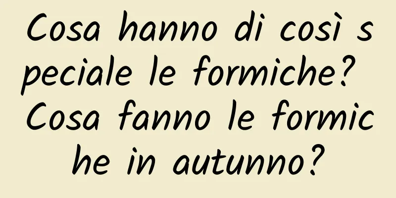 Cosa hanno di così speciale le formiche? Cosa fanno le formiche in autunno?