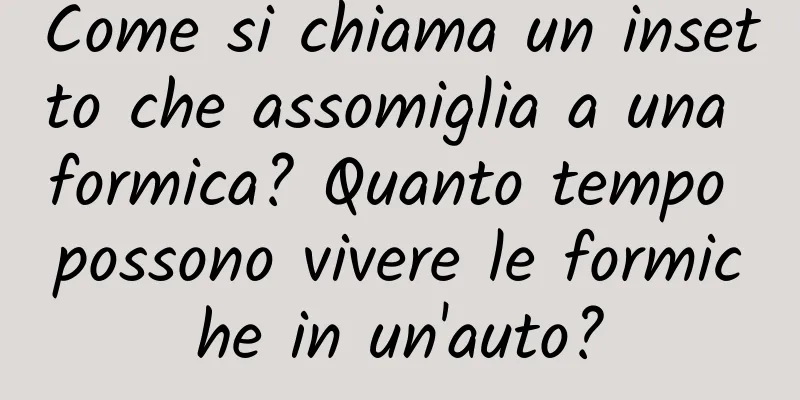 Come si chiama un insetto che assomiglia a una formica? Quanto tempo possono vivere le formiche in un'auto?