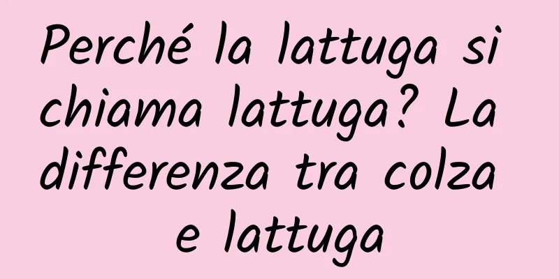 Perché la lattuga si chiama lattuga? La differenza tra colza e lattuga