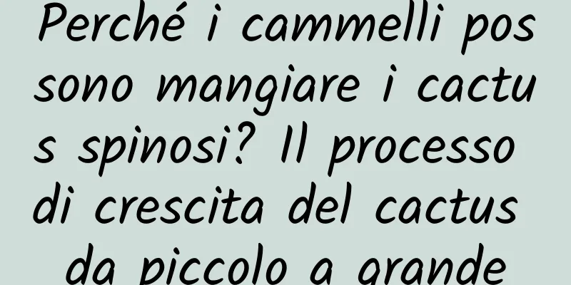Perché i cammelli possono mangiare i cactus spinosi? Il processo di crescita del cactus da piccolo a grande