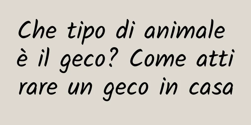 Che tipo di animale è il geco? Come attirare un geco in casa