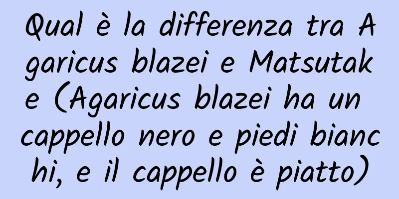 Qual è la differenza tra Agaricus blazei e Matsutake (Agaricus blazei ha un cappello nero e piedi bianchi, e il cappello è piatto)