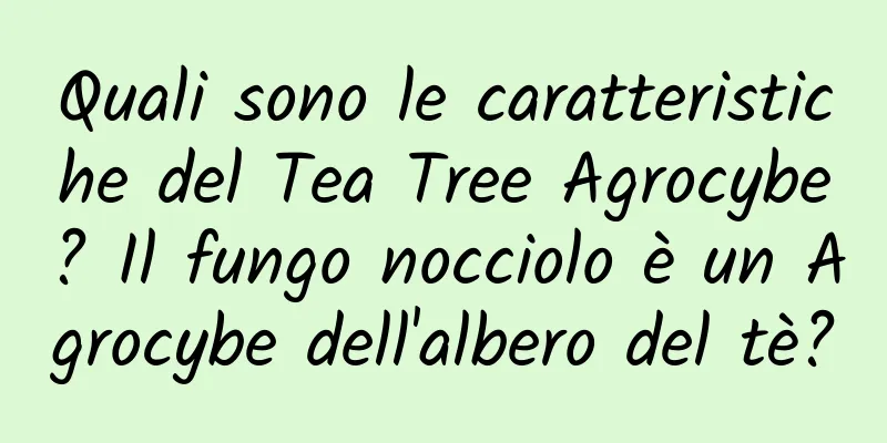Quali sono le caratteristiche del Tea Tree Agrocybe? Il fungo nocciolo è un Agrocybe dell'albero del tè?