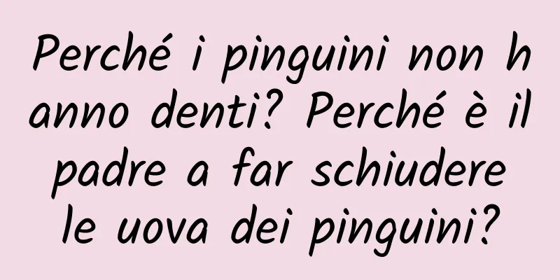 Perché i pinguini non hanno denti? Perché è il padre a far schiudere le uova dei pinguini?