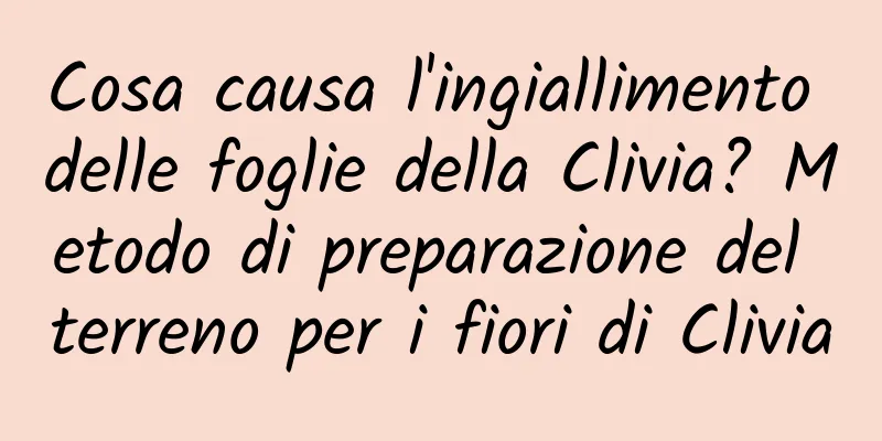 Cosa causa l'ingiallimento delle foglie della Clivia? Metodo di preparazione del terreno per i fiori di Clivia