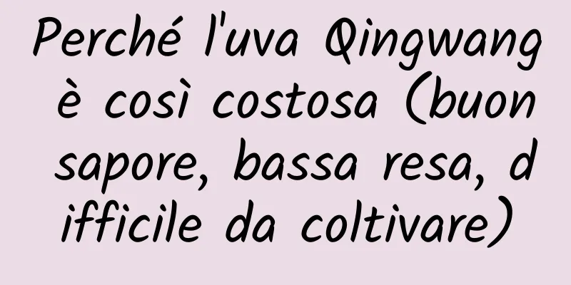 Perché l'uva Qingwang è così costosa (buon sapore, bassa resa, difficile da coltivare)