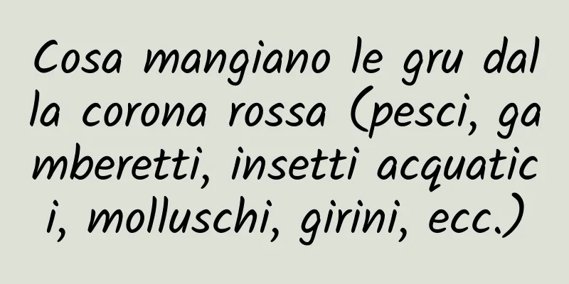 Cosa mangiano le gru dalla corona rossa (pesci, gamberetti, insetti acquatici, molluschi, girini, ecc.)