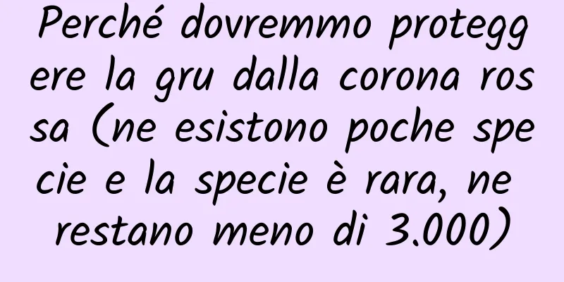 Perché dovremmo proteggere la gru dalla corona rossa (ne esistono poche specie e la specie è rara, ne restano meno di 3.000)