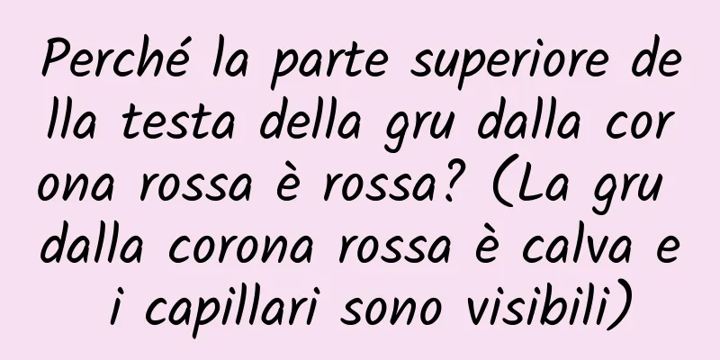 Perché la parte superiore della testa della gru dalla corona rossa è rossa? (La gru dalla corona rossa è calva e i capillari sono visibili)