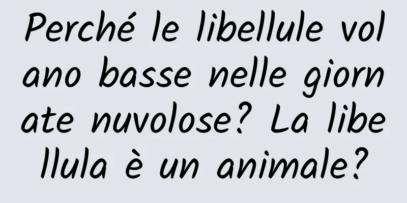 Perché le libellule volano basse nelle giornate nuvolose? La libellula è un animale?