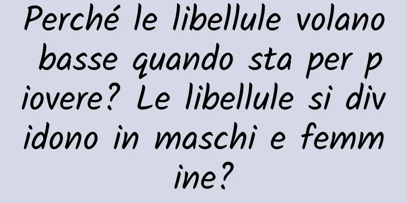 Perché le libellule volano basse quando sta per piovere? Le libellule si dividono in maschi e femmine?