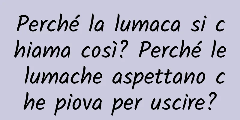Perché la lumaca si chiama così? Perché le lumache aspettano che piova per uscire?