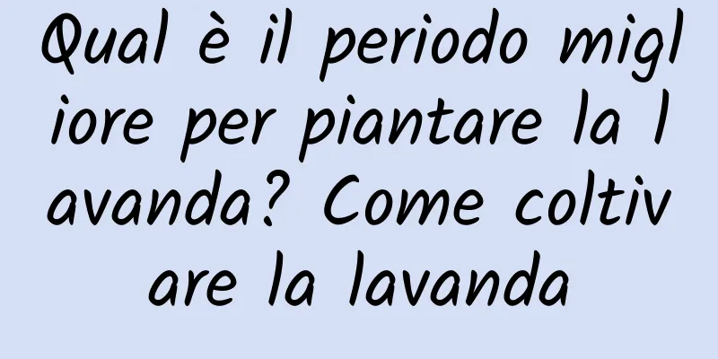 Qual è il periodo migliore per piantare la lavanda? Come coltivare la lavanda