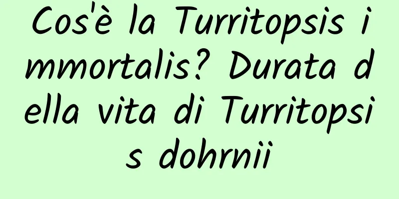 Cos'è la Turritopsis immortalis? Durata della vita di Turritopsis dohrnii