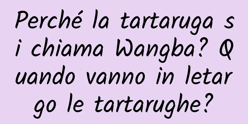 Perché la tartaruga si chiama Wangba? Quando vanno in letargo le tartarughe?