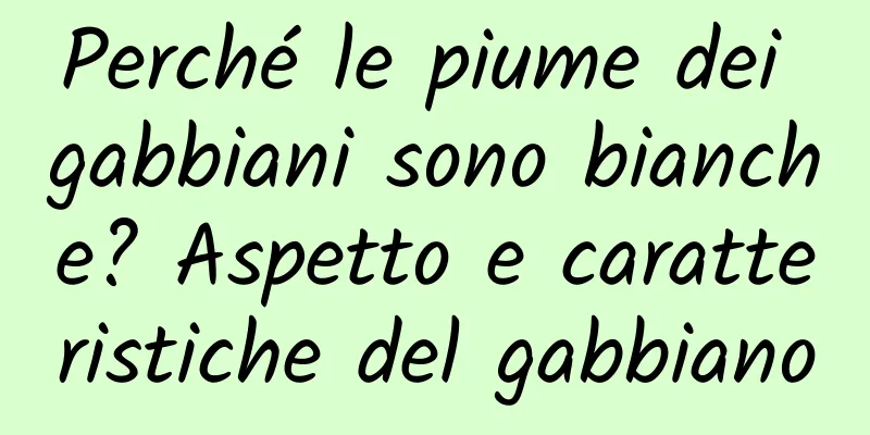 Perché le piume dei gabbiani sono bianche? Aspetto e caratteristiche del gabbiano