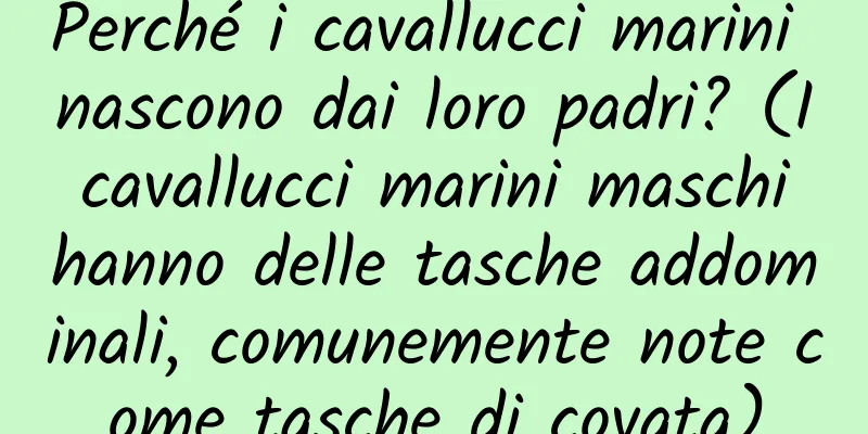 Perché i cavallucci marini nascono dai loro padri? (I cavallucci marini maschi hanno delle tasche addominali, comunemente note come tasche di covata)