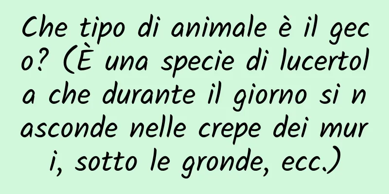 Che tipo di animale è il geco? (È una specie di lucertola che durante il giorno si nasconde nelle crepe dei muri, sotto le gronde, ecc.)