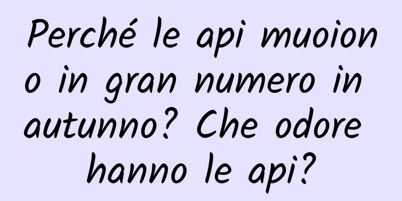 Perché le api muoiono in gran numero in autunno? Che odore hanno le api?