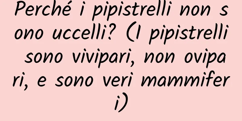 Perché i pipistrelli non sono uccelli? (I pipistrelli sono vivipari, non ovipari, e sono veri mammiferi)
