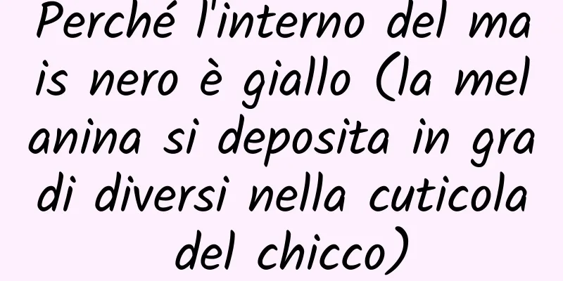 Perché l'interno del mais nero è giallo (la melanina si deposita in gradi diversi nella cuticola del chicco)