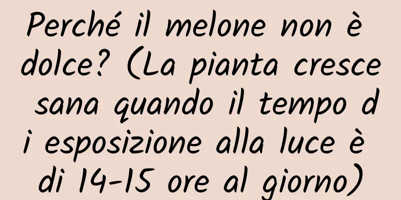 Perché il melone non è dolce? (La pianta cresce sana quando il tempo di esposizione alla luce è di 14-15 ore al giorno)