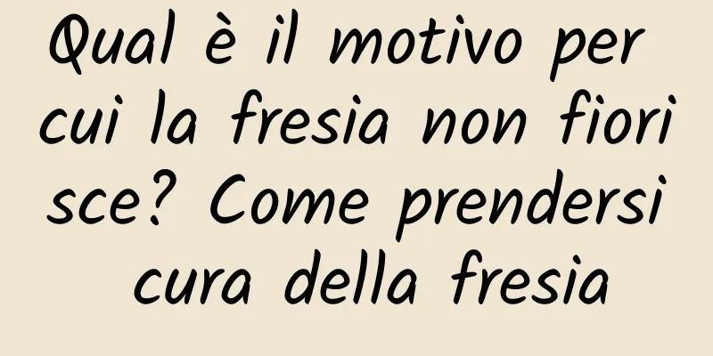 Qual è il motivo per cui la fresia non fiorisce? Come prendersi cura della fresia