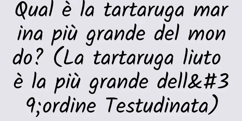 Qual è la tartaruga marina più grande del mondo? (La tartaruga liuto è la più grande dell'ordine Testudinata)