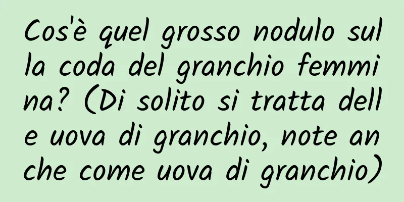 Cos'è quel grosso nodulo sulla coda del granchio femmina? (Di solito si tratta delle uova di granchio, note anche come uova di granchio)