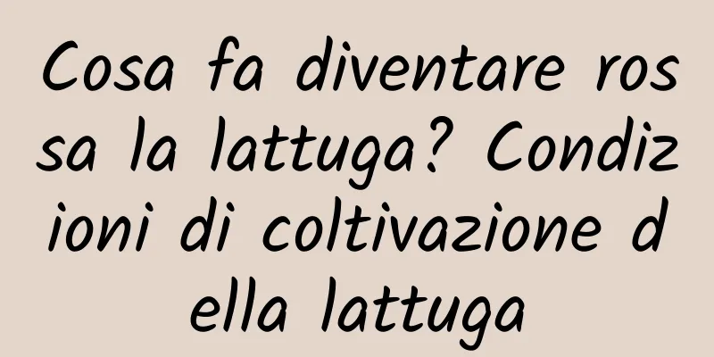 Cosa fa diventare rossa la lattuga? Condizioni di coltivazione della lattuga