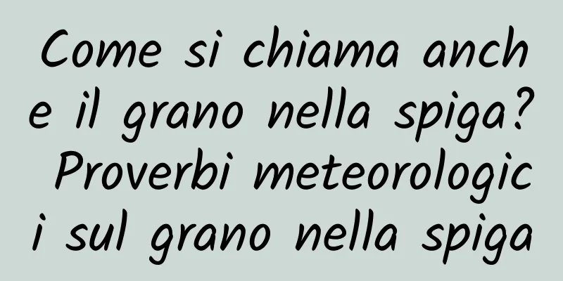 Come si chiama anche il grano nella spiga? Proverbi meteorologici sul grano nella spiga