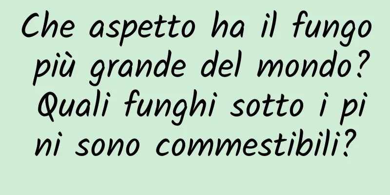 Che aspetto ha il fungo più grande del mondo? Quali funghi sotto i pini sono commestibili?