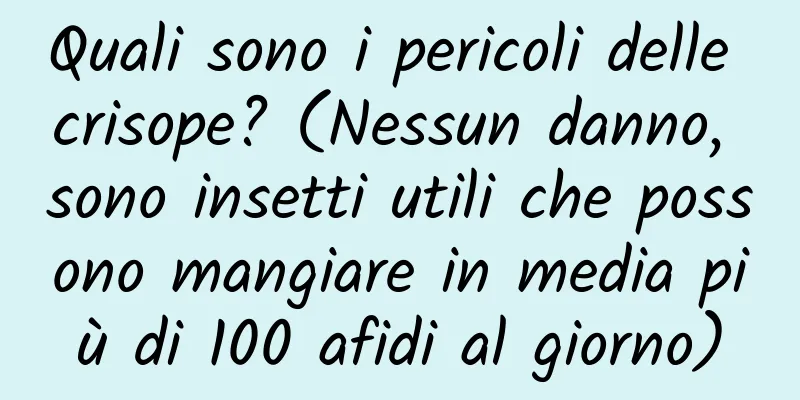 Quali sono i pericoli delle crisope? (Nessun danno, sono insetti utili che possono mangiare in media più di 100 afidi al giorno)