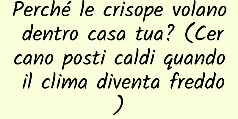 Perché le crisope volano dentro casa tua? (Cercano posti caldi quando il clima diventa freddo)