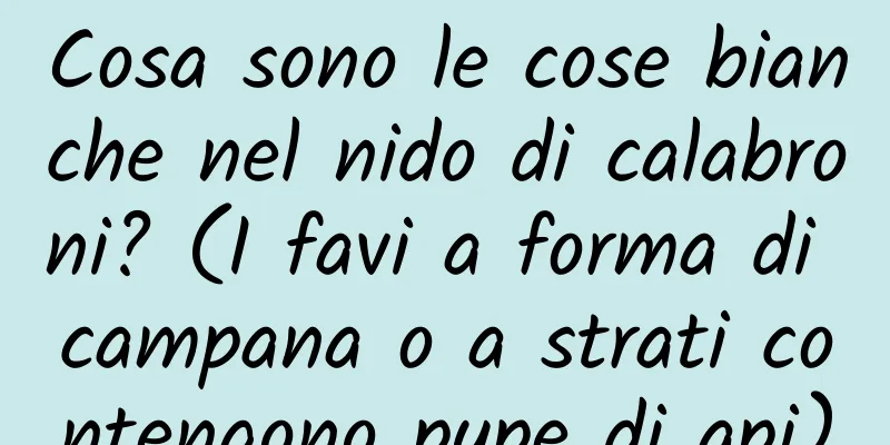 Cosa sono le cose bianche nel nido di calabroni? (I favi a forma di campana o a strati contengono pupe di api)