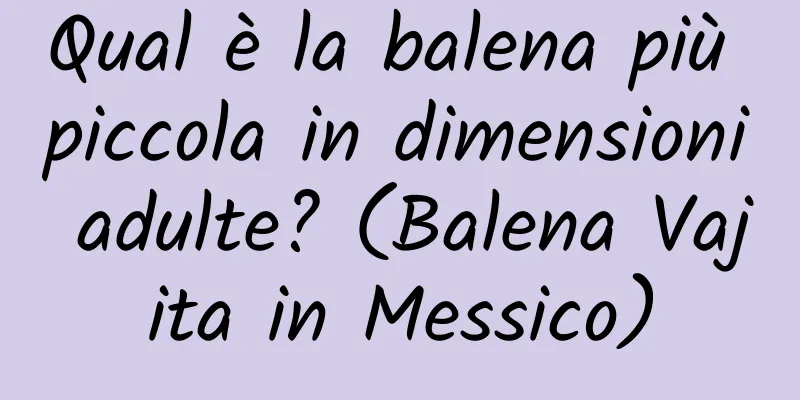 Qual è la balena più piccola in dimensioni adulte? (Balena Vajita in Messico)