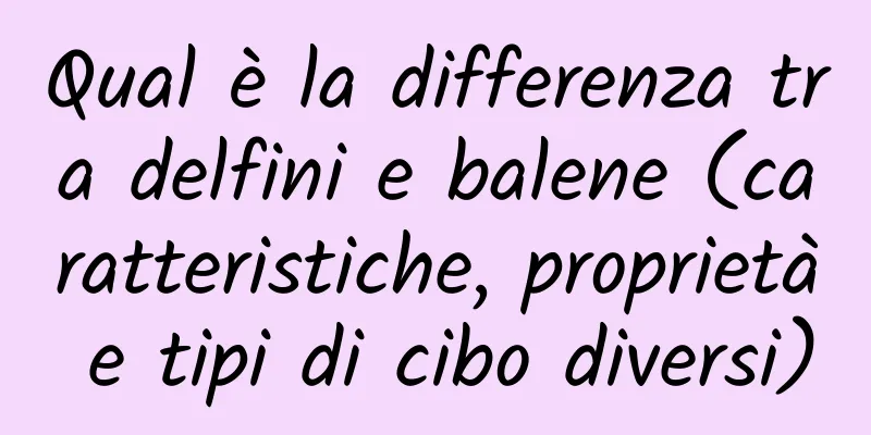 Qual è la differenza tra delfini e balene (caratteristiche, proprietà e tipi di cibo diversi)