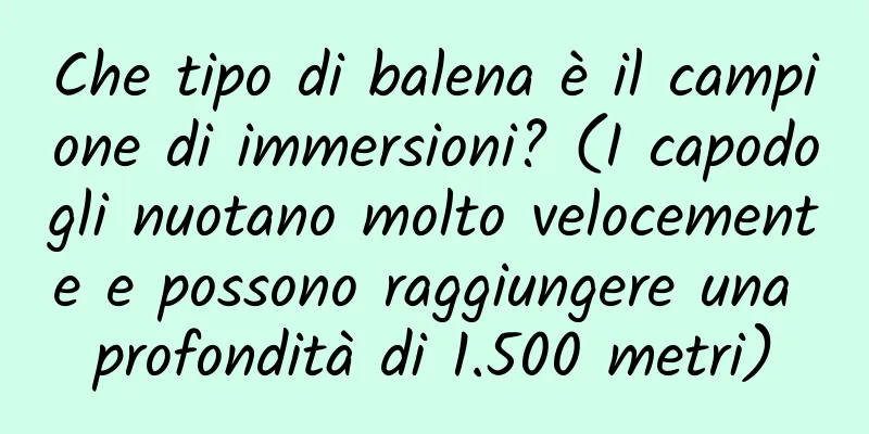 Che tipo di balena è il campione di immersioni? (I capodogli nuotano molto velocemente e possono raggiungere una profondità di 1.500 metri)