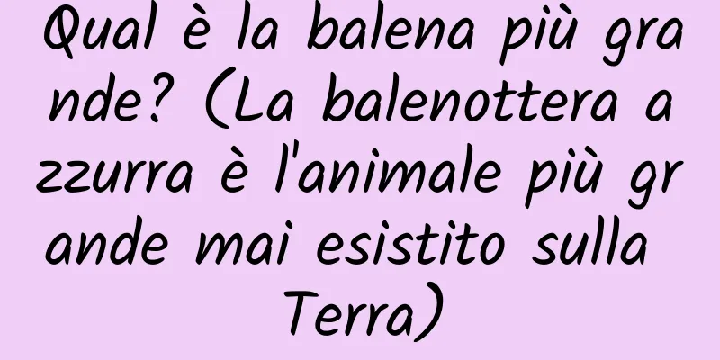 Qual è la balena più grande? (La balenottera azzurra è l'animale più grande mai esistito sulla Terra)