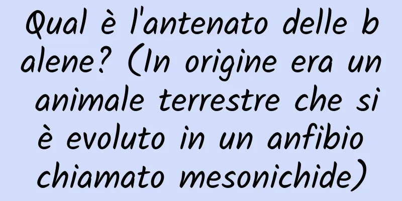 Qual è l'antenato delle balene? (In origine era un animale terrestre che si è evoluto in un anfibio chiamato mesonichide)