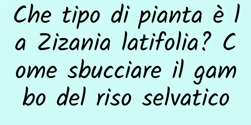 Che tipo di pianta è la Zizania latifolia? Come sbucciare il gambo del riso selvatico