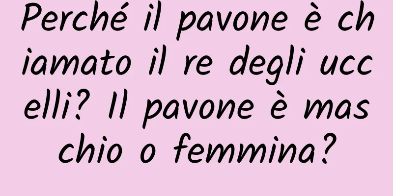 Perché il pavone è chiamato il re degli uccelli? Il pavone è maschio o femmina?