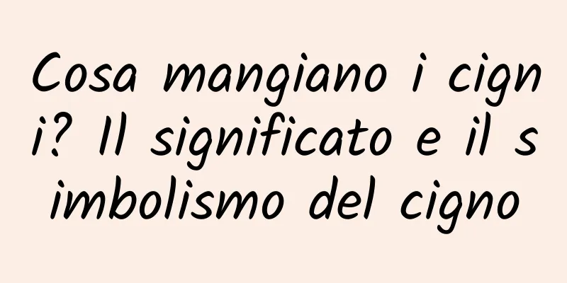 Cosa mangiano i cigni? Il significato e il simbolismo del cigno