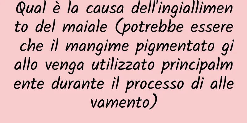 Qual è la causa dell'ingiallimento del maiale (potrebbe essere che il mangime pigmentato giallo venga utilizzato principalmente durante il processo di allevamento)