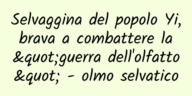 Selvaggina del popolo Yi, brava a combattere la "guerra dell'olfatto" - olmo selvatico