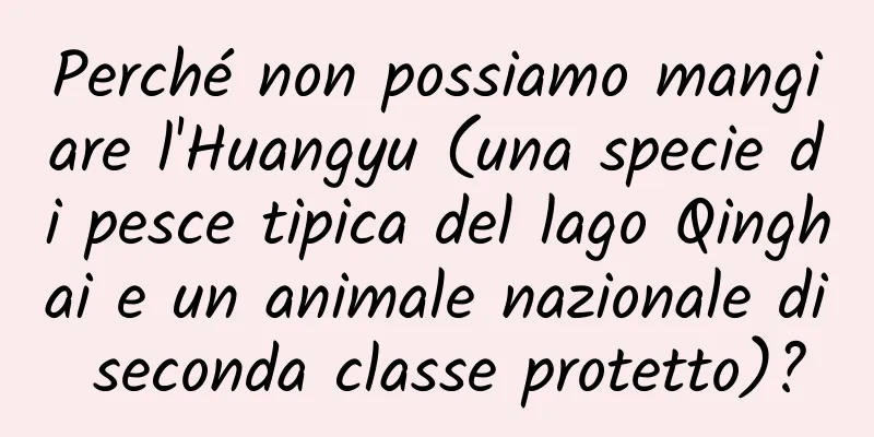 Perché non possiamo mangiare l'Huangyu (una specie di pesce tipica del lago Qinghai e un animale nazionale di seconda classe protetto)?