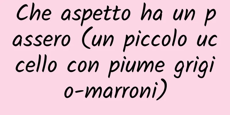 Che aspetto ha un passero (un piccolo uccello con piume grigio-marroni)