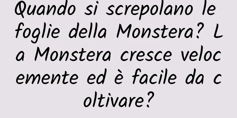 Quando si screpolano le foglie della Monstera? La Monstera cresce velocemente ed è facile da coltivare?